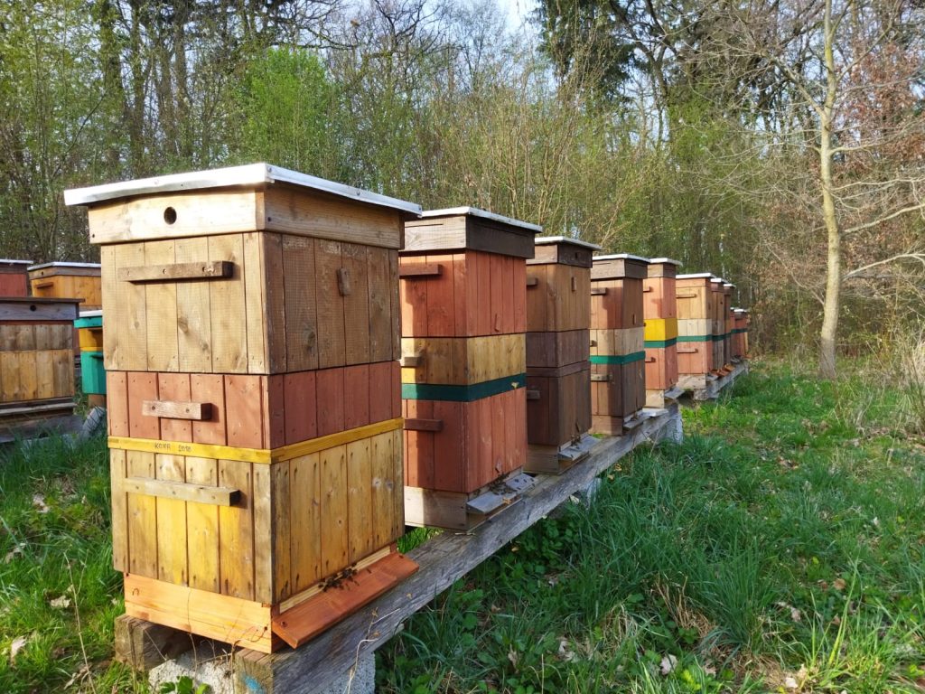 Drewniane ule w pasiece położonej na skraju lasu, otoczone naturalnym środowiskiem.